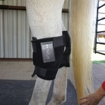 Infrared Therapy Hock Saver - Set - Horsedream Importers