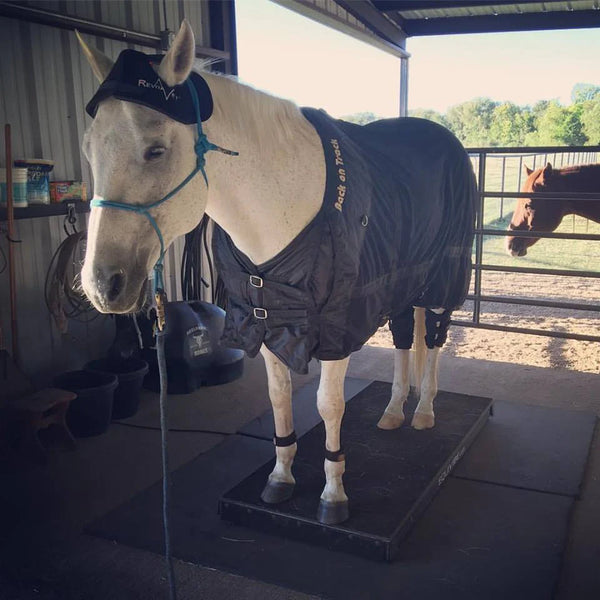Infrared Therapy Poll Cap - Horsedream Importers