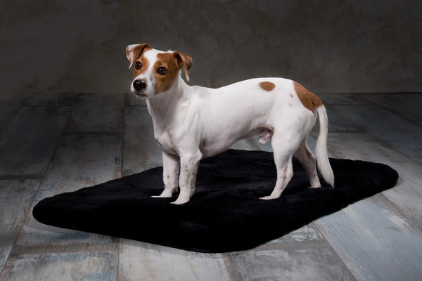 Dog Bed Chilly - Horsedream Importers