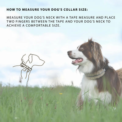 Horsedream Sheepskin Dog Collar - Horsedream Importers